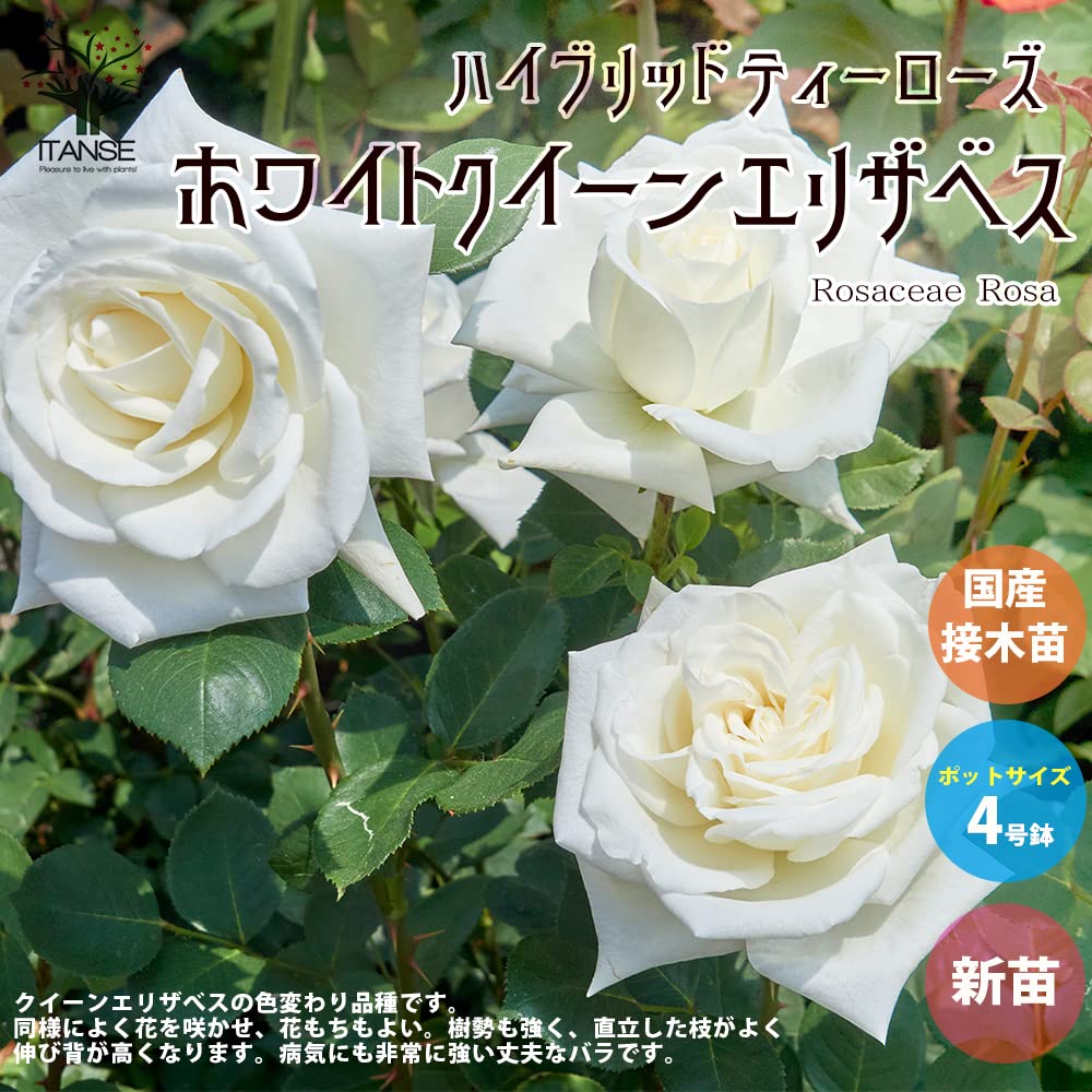 Amazon.co.jp: ITANSE 薔薇 ホワイトクイーンエリザベス 4号 1個